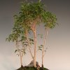 Ficus-Wäldchen